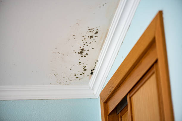 Best Residential Mold Remediation in Hobart, WA