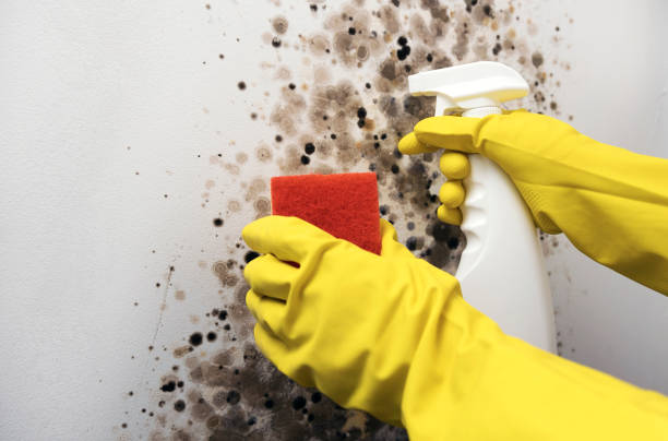 Best Residential Mold Remediation in Hobart, WA