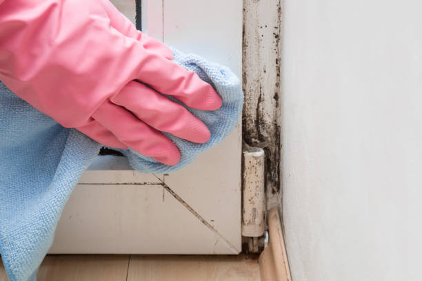 Best Black Mold Remediation in Hobart, WA